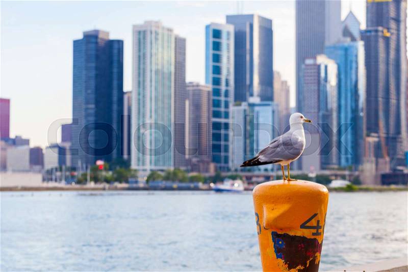 Ring-billed gull (Larus delawarensis) sitting on dock post with blurred Chicago skyline in the background, stock photo