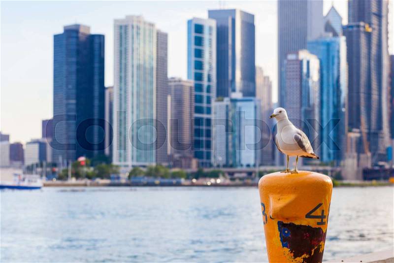 Ring-billed gull (Larus delawarensis) sitting on dock post with blurred Chicago skyline in the background, stock photo