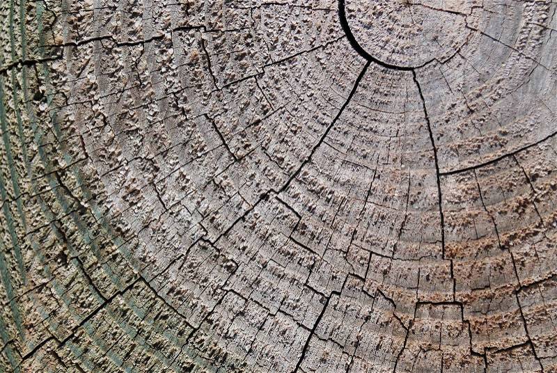 Tree circle texture, stock photo