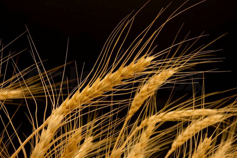Ears of ripe wheat on a black background, stock photo