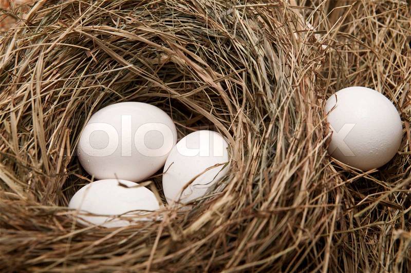 Eggs in nest, stock photo