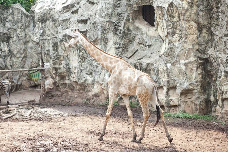 Giraffe at the zoo, stock photo