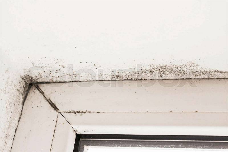 Mold near a window in the house , stock photo