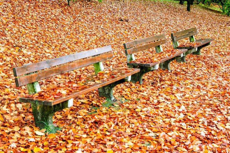 Empty park bench surrounded by autumn yellow leaves, stock photo