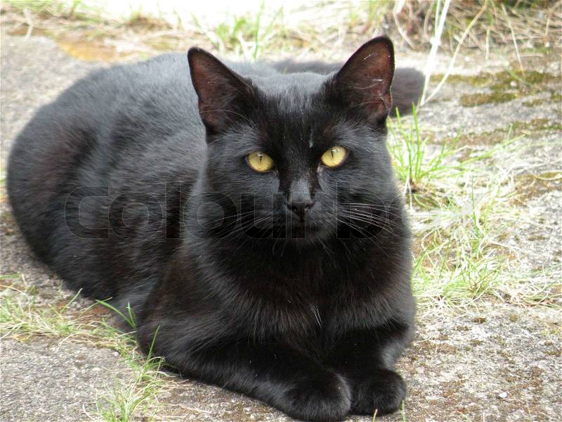 3523779-sitting-black-cat-looking-into-the-camera.jpg