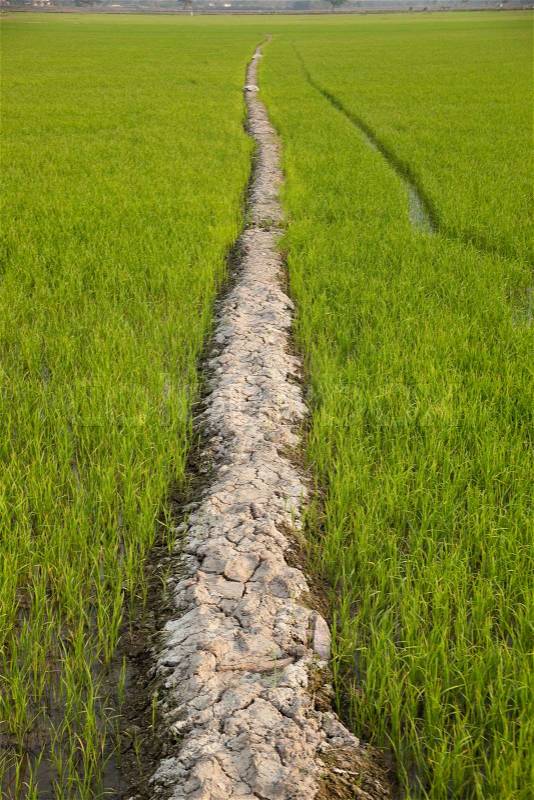 Path to the field, stock photo