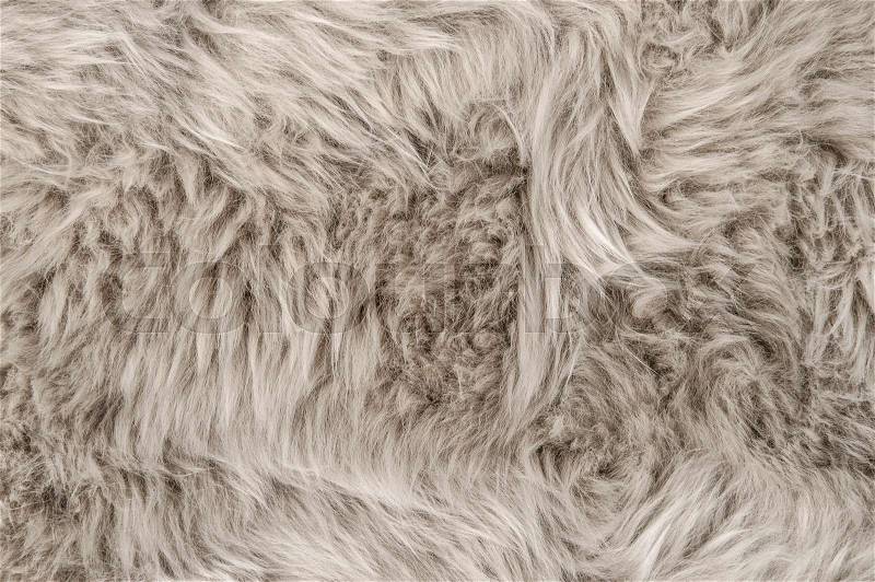 Sheep fur. Natural sheepskin rug background. Wool texture, stock photo