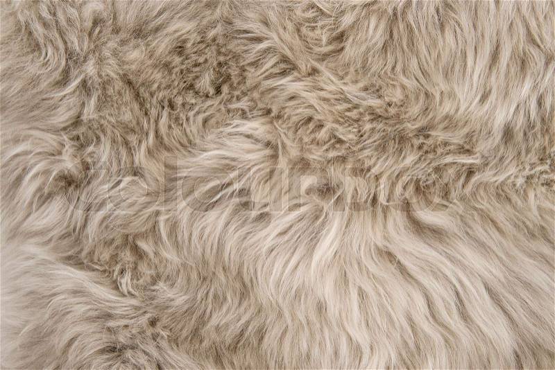 Natural sheepskin rug background. Wool texture. Close up sheep fur, stock photo