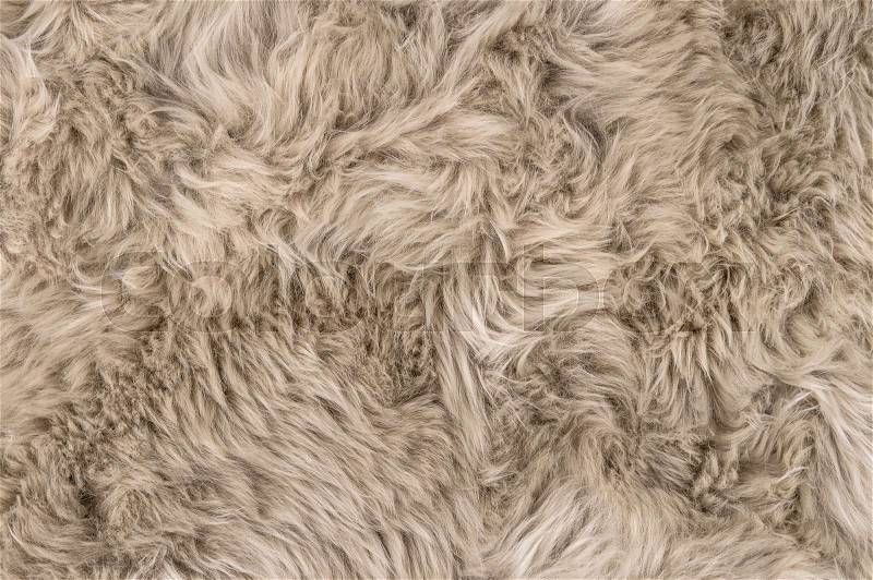 Natural sheepskin rug background. Wool texture. Sheep fur, stock photo