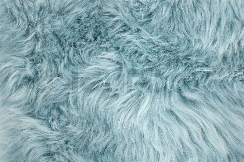 Blue sheepskin rug background. Wool texture. Close up sheep fur, stock photo