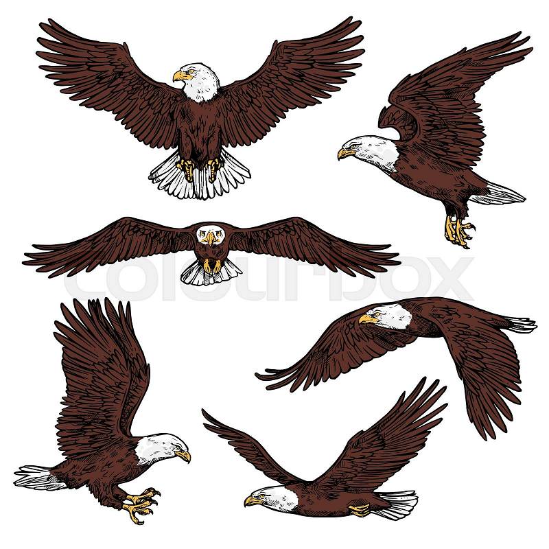 Bald eagle icons flying with spread wings front and side view. Vector birds of prey or predatory birds, raptor eagle vulture, falcon or hawk for ornithology or zoo ..., vector