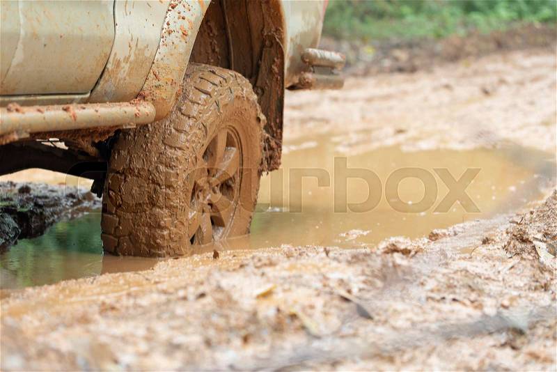 Car tire on dirt road with the trunk of a fallen tree in a forest, stock photo