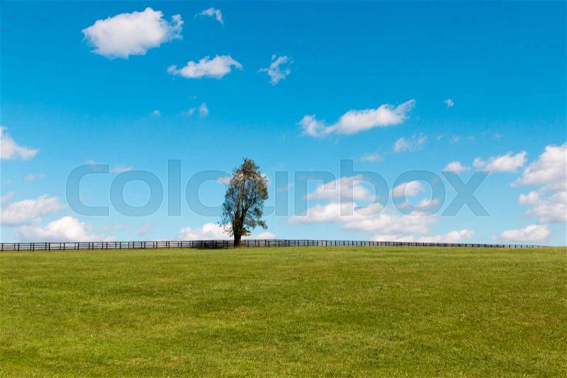 Alone tree on green pastures of horse farms. Country landscape, stock photo