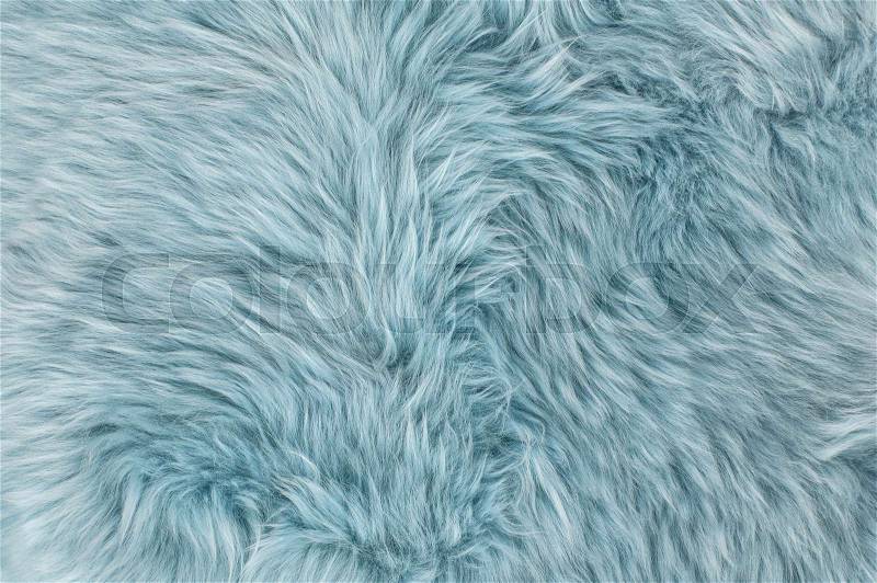 Natural sheepskin rug background. Blue sheep fur. Wool texture, stock photo