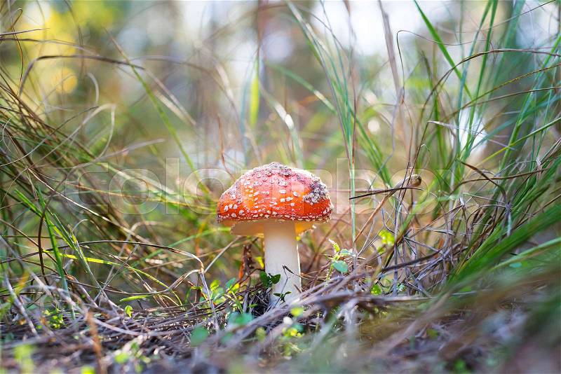 Red and white poisonous mushroom called Amanita Muscaria or Fly Agaric, stock photo