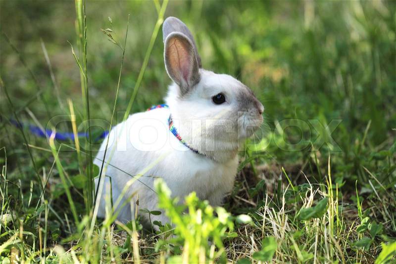 White rabbit with blue lead on the pasture, stock photo