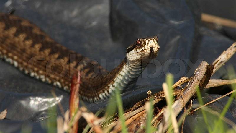An Adder female is on the move, stock photo