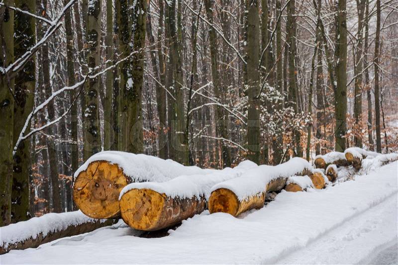 Wooden logs in snow by the road through forest. natural fuel or ecology disaster concept, stock photo