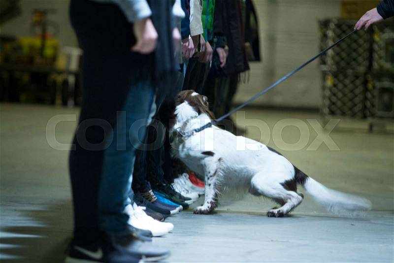 Drug search dog on Call in the army, stock photo