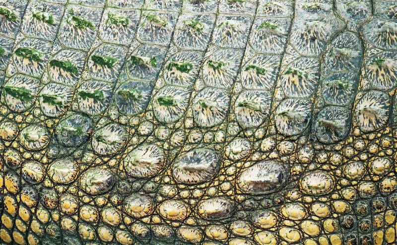 Close-up view of Crocodile skin in national zoo, stock photo