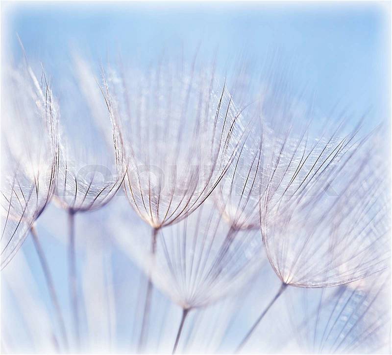 Blue abstract dandelion flower background, extreme closeup with soft focus, beautiful nature details, stock photo