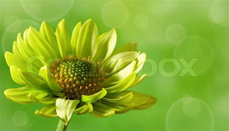 Chrysanthemum flower over green backgrounds close-up shot with copy space, stock photo