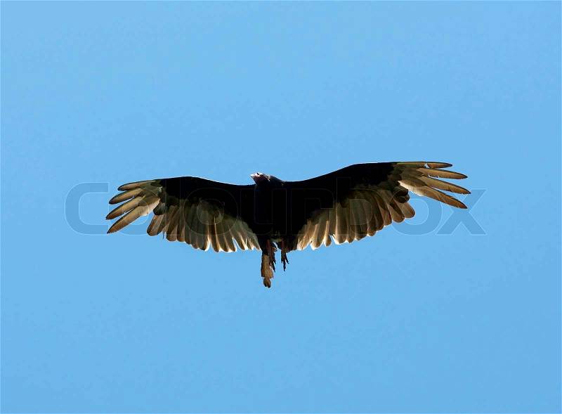 Flying Eagle, stock photo