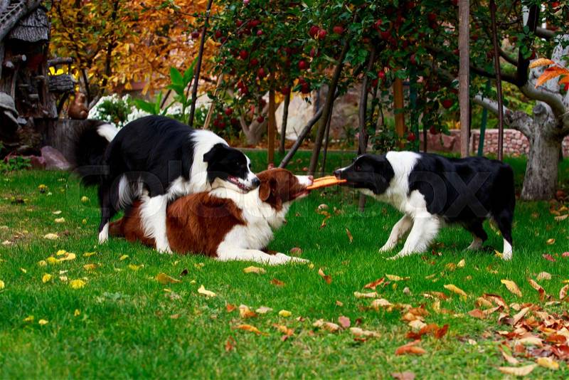 Three dogs of breed Border Collie playing in frisby on the garden, stock photo