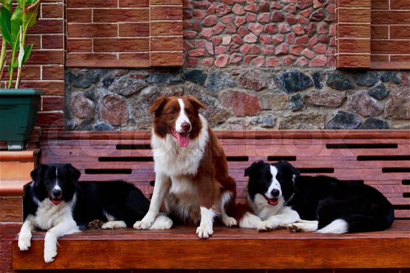 Three dogs of breed Border Collie on a bench, stock photo