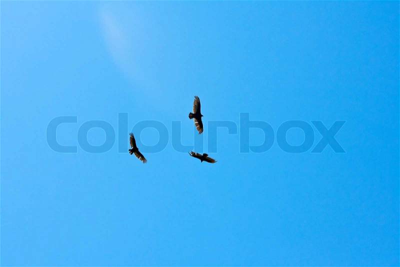 Flying Eagles, stock photo
