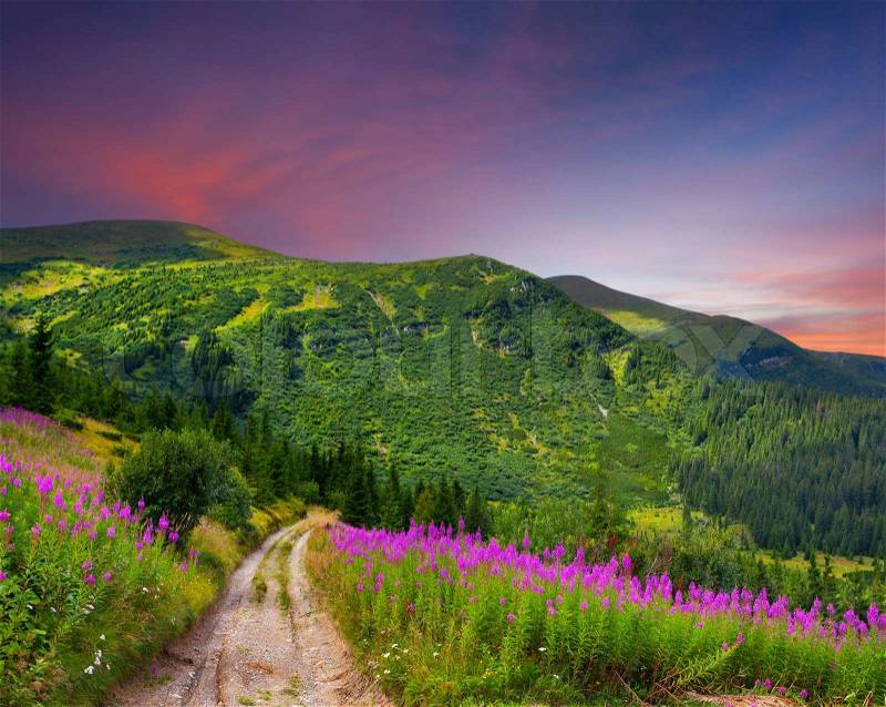 Beautiful summer landscape in the mountains with pink flowers Sunset, stock photo