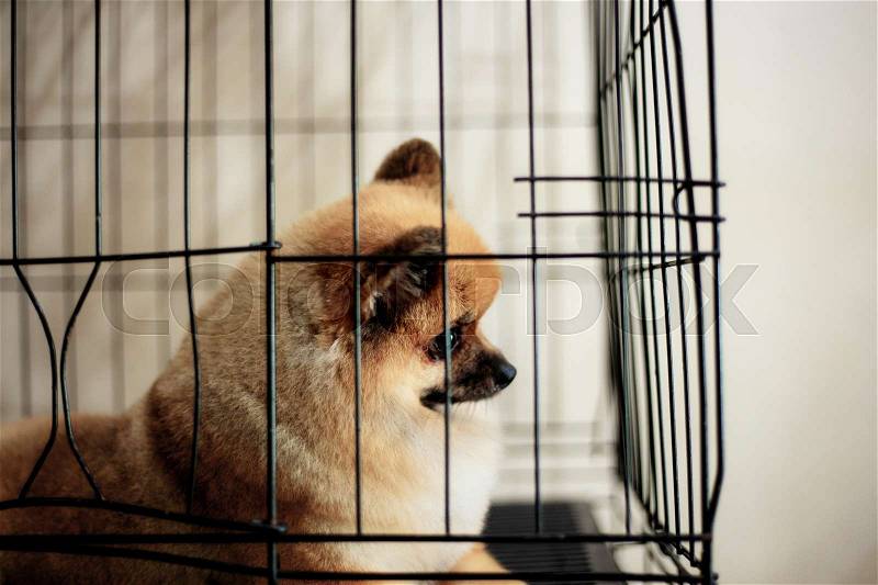 Dog in cage at the pet shop with background, stock photo