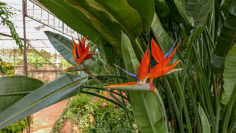 Fresh orange bird of paradise flower bunch in daytime in nature for passion, relaxation, travel, season, time, holiday, agriculture and beauty concept, stock photo