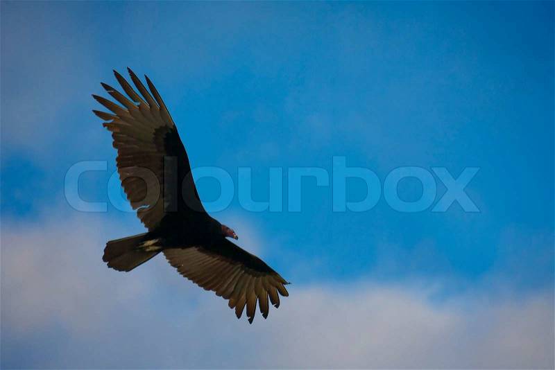 Flying hawk on blue sky, stock photo