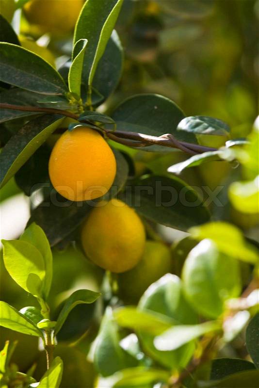 Citrus tree, stock photo