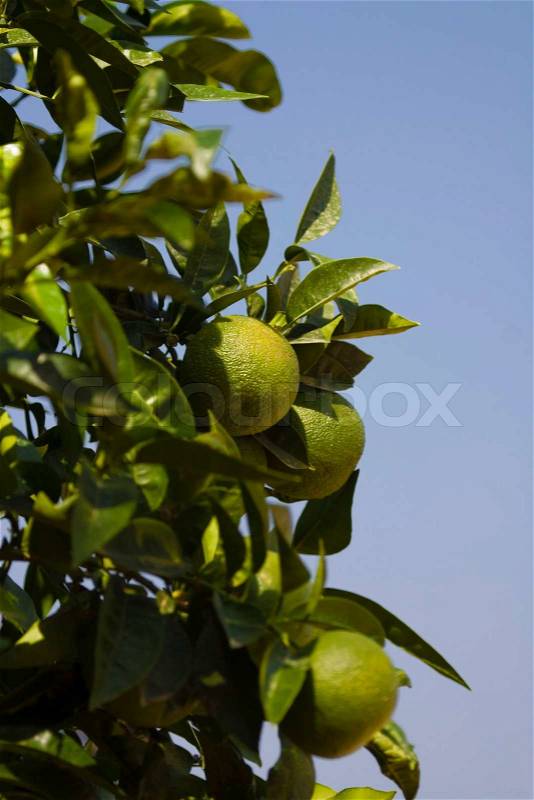 Citrus tree, stock photo