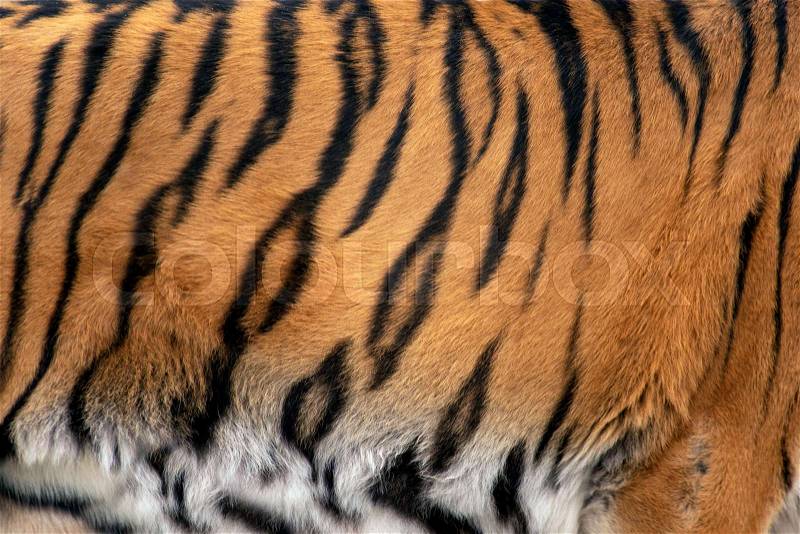 Closeup real tiger skin texture. Tiger fur background texture image background, stock photo