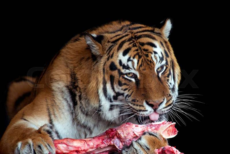 Close tiger eating meat on black background, stock photo