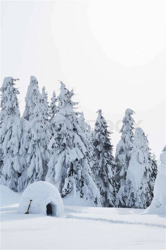 Snow white winter in the spruce forest. Igloo from the snow to shelter tourists in the winter hike, stock photo