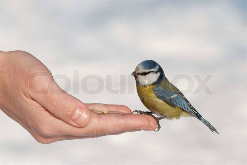 Tit eating with your hands, stock photo