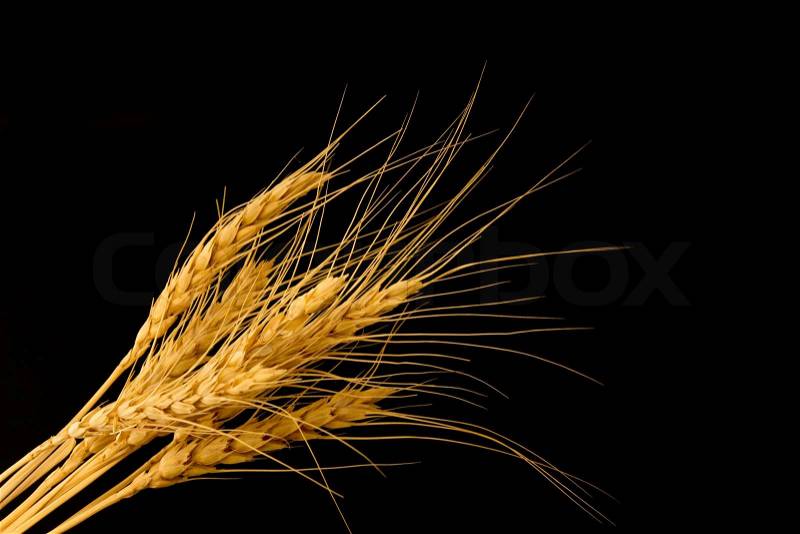 Wheat on a black background, stock photo