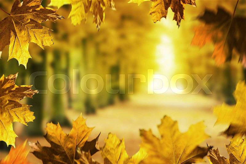 Beech avenue without people in the autumn season. Autumn frame, stock photo