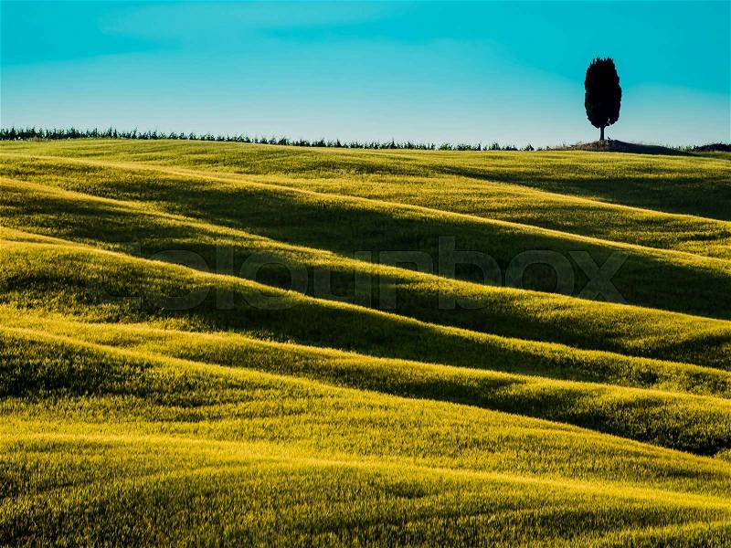 Amazing tuscan landscape with rolling hills and cypress tree in background, stock photo