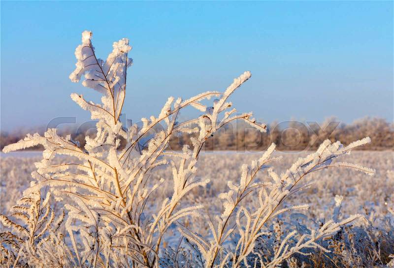 The branches of the shrub in the frost, as if enchanted, illuminated by sunlight against the background of a snow-covered field, the horizon and the blue sky, stock photo
