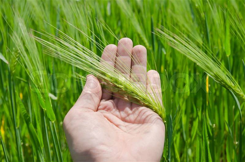 Green barley in hand, stock photo