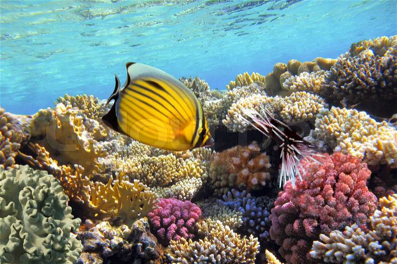 Underwater life of a hard-coral reef, stock photo