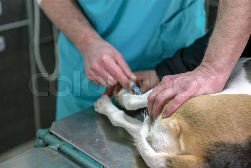 Veterinarian doctor and dog beagle, stock photo