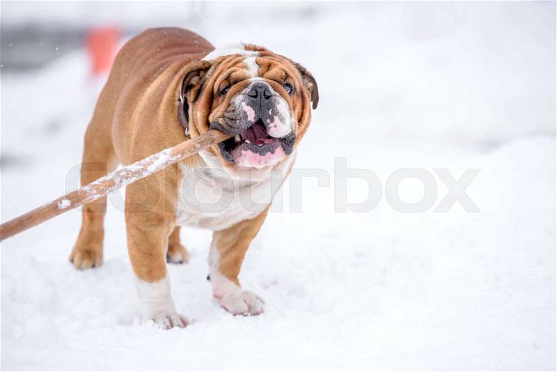 English bulldog in the snow, stock photo