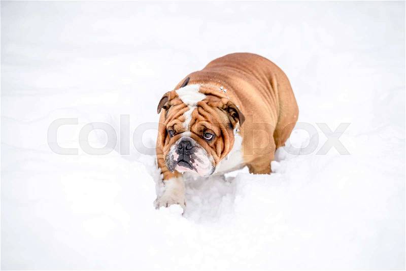English bulldog in the snow walking,selective focus , stock photo