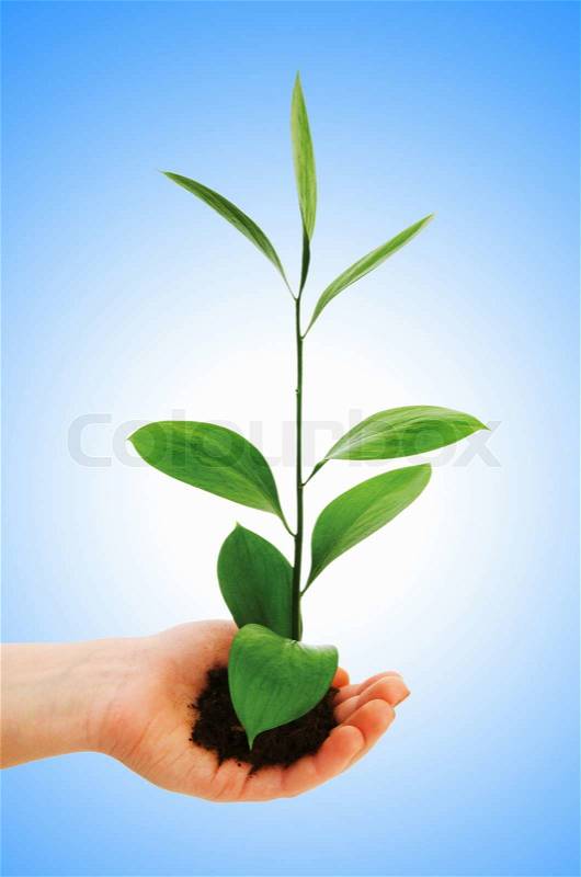 Green seedling in hand isolated on white, stock photo